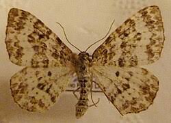 Attēlu rezultāti vaicājumam “Epirhoe tristata”