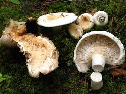 Attēlu rezultāti vaicājumam “Lactarius bertillonii”