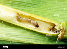 Attēlu rezultāti vaicājumam “Ostrinia nubilalis”