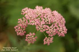 Image result for Pimpinella major
