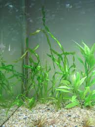 「扭蘭」的圖片搜尋結果