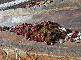 Attēlu rezultāti vaicājumam “Jovibarba globifera leaf”