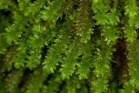 Attēlu rezultāti vaicājumam “Anomodon”