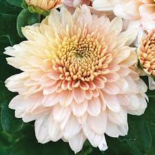 Image result for Chrysanthemum sebatense