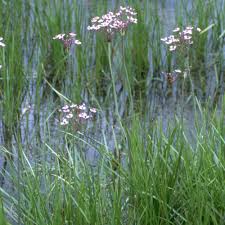 Attēlu rezultāti vaicājumam “Butomus umbellatus flower”