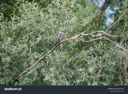 Attēlu rezultāti vaicājumam “Falco subbuteo adult”