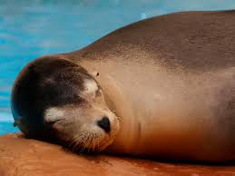 Image result for Zalophus californianus