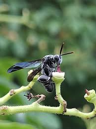 Attēlu rezultāti vaicājumam “Eumenidae”