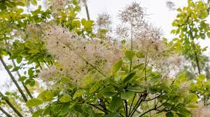 Attēlu rezultāti vaicājumam “Cotinus coggygria flower”