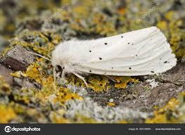 Attēlu rezultāti vaicājumam “Spilosoma lubricipeda”