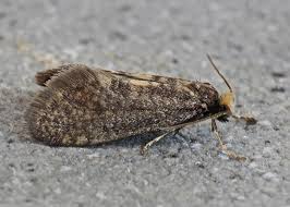 Attēlu rezultāti vaicājumam “Taleporia tubulosa”