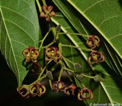 Attēlu rezultāti vaicājumam “Cribraria rubiginosa”