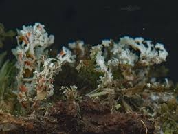 Attēlu rezultāti vaicājumam “Cladonia norvegica”