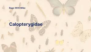 Attēlu rezultāti vaicājumam “Calopterygidae”