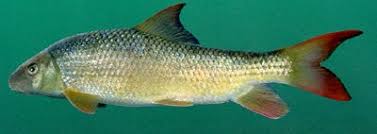 Image result for Moxostoma erythrurum