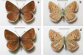 Attēlu rezultāti vaicājumam “Agrodiaetus damon underside”