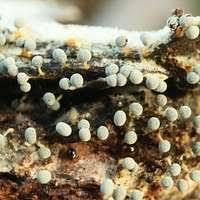 Attēlu rezultāti vaicājumam “Physarum globuliferum”