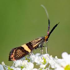 Attēlu rezultāti vaicājumam “Adelidae”