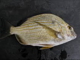 Image result for Archosargus rhomboidalis