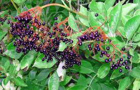 Attēlu rezultāti vaicājumam “Sambucus nigra fruit”