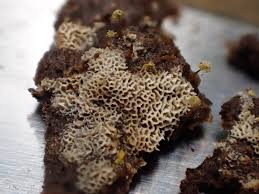 Attēlu rezultāti vaicājumam “Trechispora mollusca”