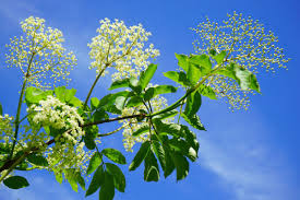 Attēlu rezultāti vaicājumam “Sambucus nigra flower”