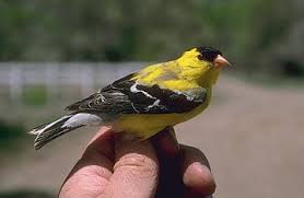 Attēlu rezultāti vaicājumam “Fringillidae”