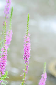 Attēlu rezultāti vaicājumam “Lythraceae”
