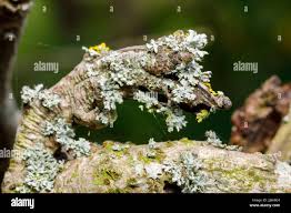 Attēlu rezultāti vaicājumam “Physcia adscendens”