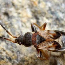 Attēlu rezultāti vaicājumam “Scolopostethus thomsoni”