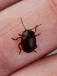 Attēlu rezultāti vaicājumam “Chrysolina staphylaea”