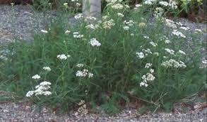 Image result for Achillea millefolium