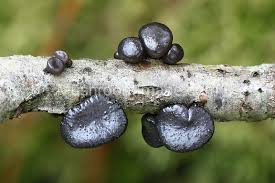 Attēlu rezultāti vaicājumam “Exidia truncata”