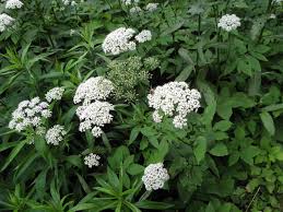 Attēlu rezultāti vaicājumam “Aegopodium podagraria flower”