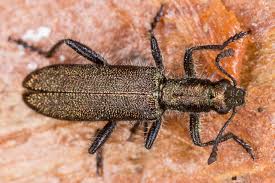 Attēlu rezultāti vaicājumam “Cleridae”