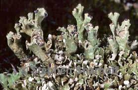 Attēlu rezultāti vaicājumam “Cladonia stygia”