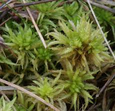 Attēlu rezultāti vaicājumam “Sphagnum fallax sporophyte”