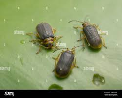 Attēlu rezultāti vaicājumam “Galerucella nymphaeae”