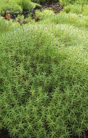 Attēlu rezultāti vaicājumam “Polytrichum commune var. perigoniale”