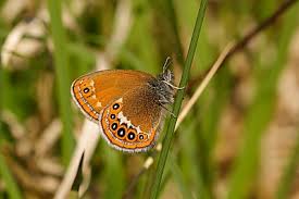 Attēlu rezultāti vaicājumam “Coenonympha hero underside”