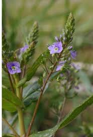 Attēlu rezultāti vaicājumam “Veronica anagallis-aquatica fruit”