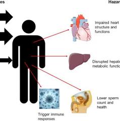 Health risk of human exposure to microplastics: a review ...