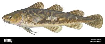 Image result for Microgadus tomcod