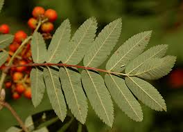 Attēlu rezultāti vaicājumam “Sorbus aucuparia”