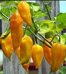 Afbeeldingsresultaat voor mme jeanette hot pepper