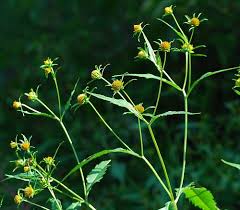 Attēlu rezultāti vaicājumam “Bidens tripartita flower”
