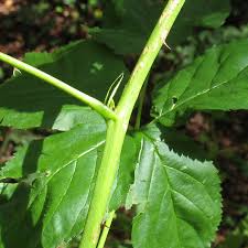 Attēlu rezultāti vaicājumam “Rubus nessensis leaf”