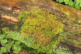 Attēlu rezultāti vaicājumam “Ptilidium pulcherrimum”