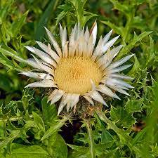 Image result for Silberdistel