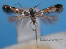 Attēlu rezultāti vaicājumam “Gracillariidae”